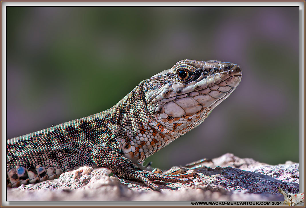 Lézard des murailles